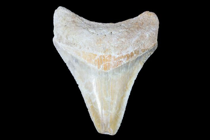 Serrated, Bone Valley Megalodon Tooth - Florida #99875